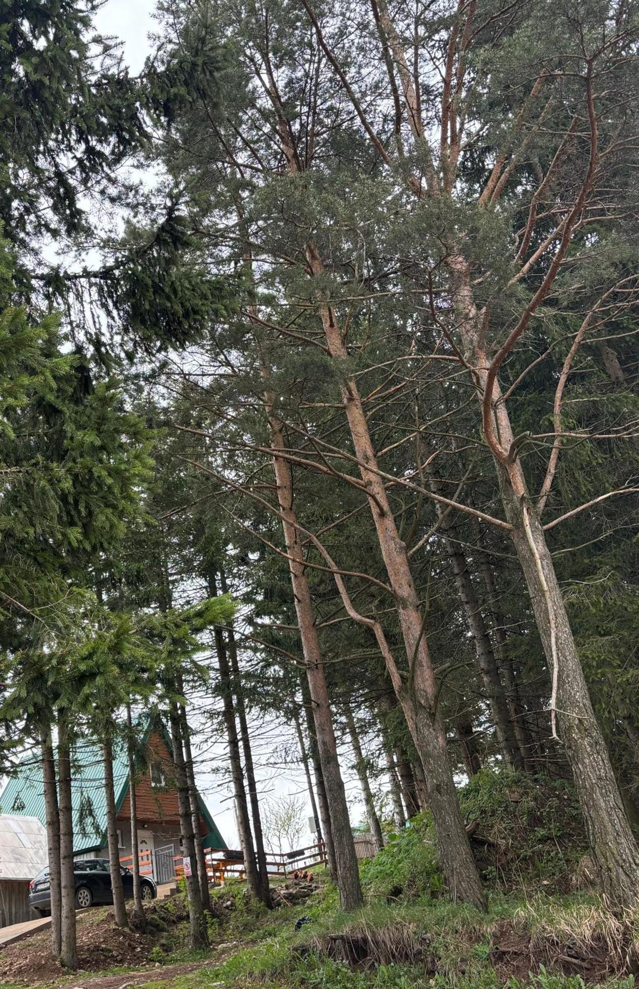 Holiday Home ,,Lazar" Zabljak  Bagian luar foto